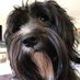Maylah und Puszta (@jotterandrose) Twitter profile photo Maylah und Puszta (@jotterandrose) Twitter profile photo