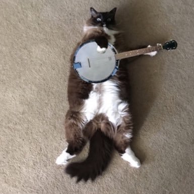 Just a cat who loves the banjo.