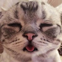 Nguyen (@nguyen44103429) 's Twitter Profile