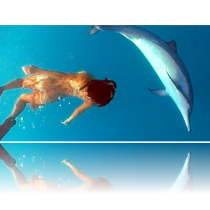 dolphin_dance's profile picture. humans and dolphins dancing together on film