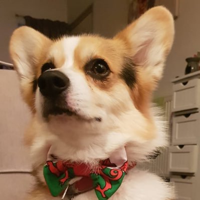 @CorgiYes