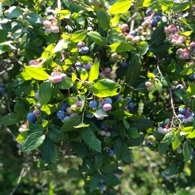 Small Pick-Your-Own, Blueberry Farm #Blueberry #TheBlueberryHouse