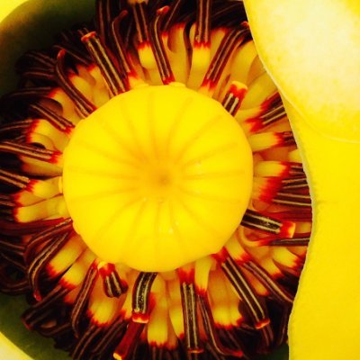 VanpuymbrouckL's profile picture. PhD #Disabilitystudies Assistant Prof @RushUniversity OT #occupationaltherapy co-founder OT+DS Network @otdsnetwork
& Coalition Member @PPE4PWD