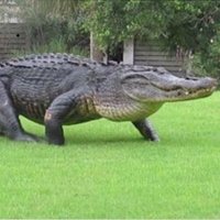 Mo (@gatorcize) 's Twitter Profile