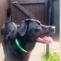 seren lab x collie (@labseren) 's Twitter Profile