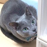たま (@tama0mike) 's Twitter Profile