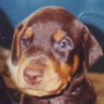 Rem2000's profile picture. Retired Professor. PRO: Earth, Dogs, Unions, Civil Rights, #Resistance, #NeverAgain, #DACA, CONS: Science Deniers, Fact Deniers, Liars, Regressive Taxes.