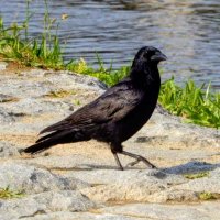 ジフ (@jiffneda) 's Twitter Profile Photo