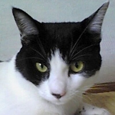 白黒猫 Sirokuro Neko Twitter