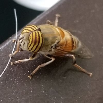 Alien_Flamenco's profile picture. Universe 25 - The Beautiful Ones