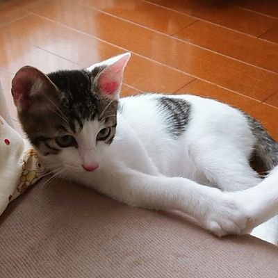 sayorin398's profile picture. パッチワーク、編物、料理(糖質オフを目指して)家庭菜園をボチボチやってます。
庭の改装、自力でできるかな😁🌱🌷
2019.7.27猫❤️新しい家族です。命名ノエル