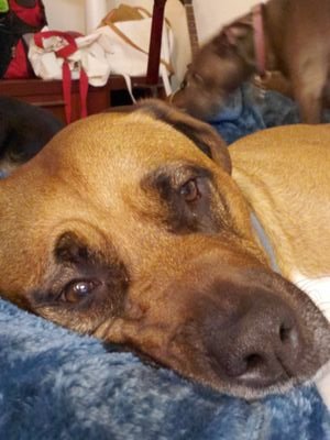 l foster and train dogs to become service dogs.