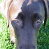 Mom of 2 Female Chocolate #Labrador #Retrievers, #Dog #Blogger, and owner of 8PawsUp Labrador Retriever Dog #Gifts #Shop: http://t.co/B9fvnGDd4U