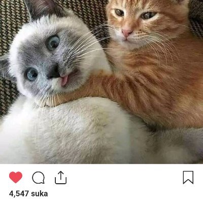 Buburheterogen's profile picture. 