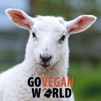 Go Vegan World(@GoVeganWorld2) 's Twitter Profile Photo