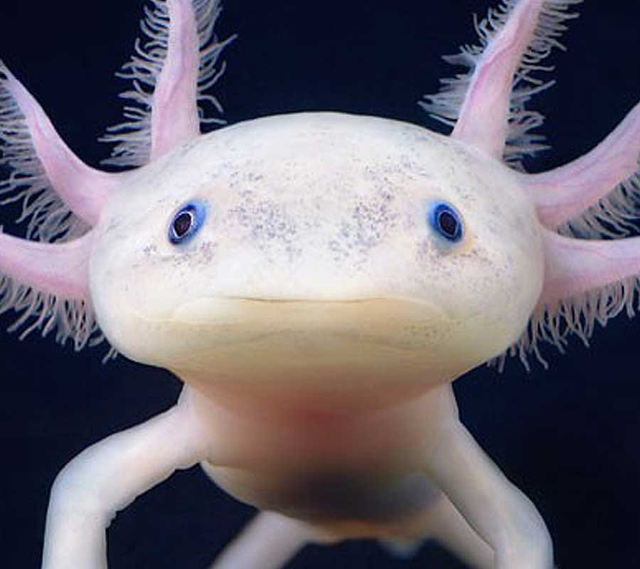 The Axolotl Connorwilberfo1 Twitter The Axolotl Connorwilberfo1 Twitter