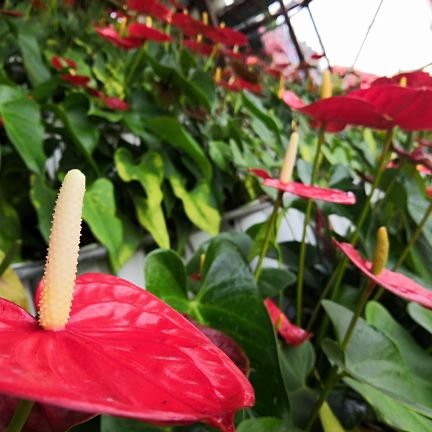 AmiruLotuz's profile picture. my mom call me son......