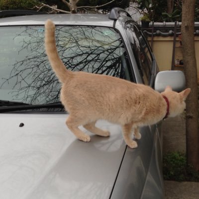 2000年生まれのにゃんこは 23歳になりました✨🐈✨ 無言フォロー申し訳ありません🙏