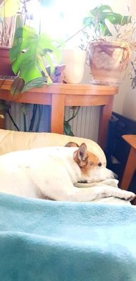 Dog, Love, Rejoin or escape, More in Common. Grieving UK wholesale.