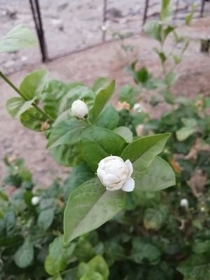 YBCDw33rbcs7piq's profile picture. ‏‏‏مبتدا في الزراعه وأريد انشي مزرعه خاصه
ودخلت تويتر للاستفاده ممن سبقوني والإطلاع على جديد الزراعه
‎#القنفذة
‎#بني_عيسى