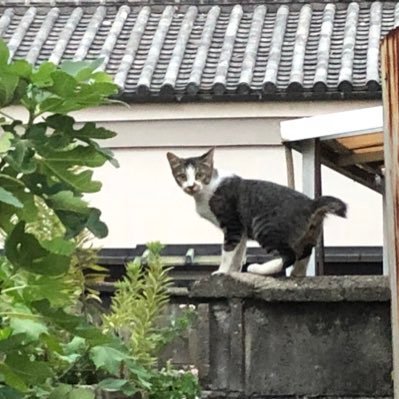 5Xj1vSp92erSngo's profile picture. この地球🌏にいる すべての生き物が仲良く のほほん ご機嫌に💓 癒して 生きる力を発揮できる メディカルアロマの勉強始めました。 エッセンスに🤣笑いもプラス