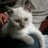 bram_homble's profile image