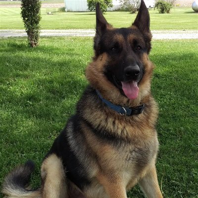 dogs_place's profile picture. Moved to Florida in 2006. Now I am between Florida and on the family farm in Illinois.
2A all the way. NO DM's. No Telegram. No Whatsapp