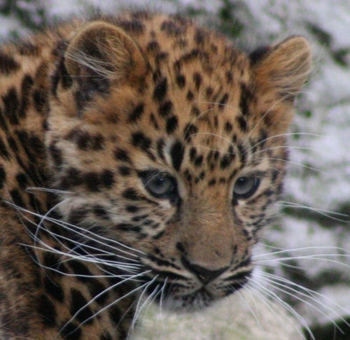 AmurSoftware's profile picture. Business owner, tech junkie