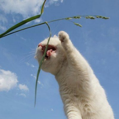 dontbemehh's profile picture. 𝑸𝒖𝒊 𝒗𝒊𝒗𝒓𝒂 𝒗𝒆𝒓𝒓𝒂