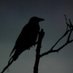 Crooked Thorn Kernow (@kernowwitch13) Twitter profile photo Crooked Thorn Kernow (@kernowwitch13) Twitter profile photo