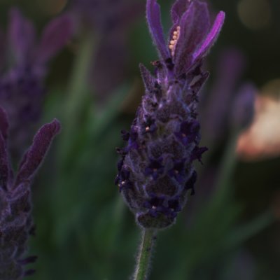 minecoll_yt's profile picture. 