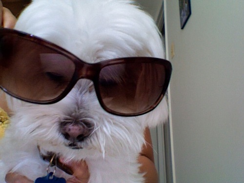 LuuuxLovee's profile picture. 🐶 RIP&nbsp;&nbsp;&nbsp;
 
DC: dash#9327