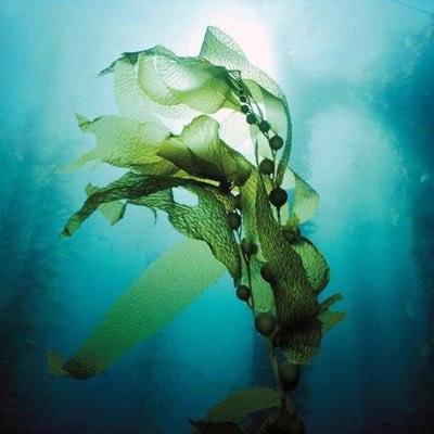 Ocean dwelling plant matter & thoughts from the deep…