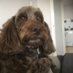 Sandipickford (@sanipick) Twitter profile photo Sandipickford (@sanipick) Twitter profile photo