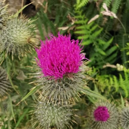 Passionate about photography, volunteers & volunteering. MBE for services to community rail & the community in Cheshire. Creative Partnership Working transforms