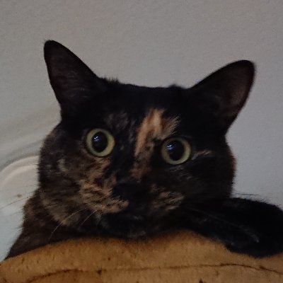 pinponpan123's profile picture. 女性もオープンに性を楽しめるようにカジュアルなエッチ情報なんかをつぶやきます♪
女性向けAVが見放題のサービスも紹介してます
アダルト動画 / エッチ動画 / エロ動画