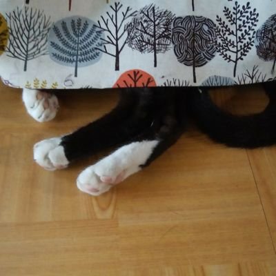 ラトレイユさんのプロフィール画像