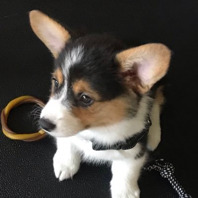 rozthecorgi's profile picture. 🎂 5/19/2019, Welcomed home 7/18/2019. 
🐶 Tricolor Pembroke Welsh Corgi
🎞 Named after Roz from Monsters, Inc.
📍 Ashburn, VA