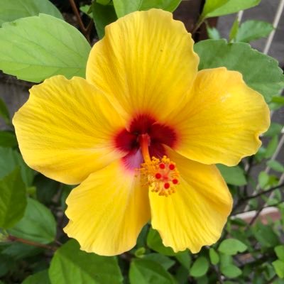 koko_ree_suzu's profile picture. 