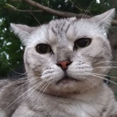 とうどうさんのプロフィール画像