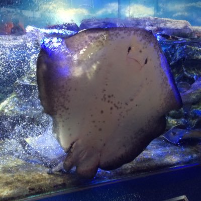 ❤︎→ピアノ、灰色の船、空港、ミステリィ、コスメ、アホ映画、海外ドラマ、音楽(クラシック〜分列行進曲〜アランメンケン〜jazz〜ゲーム音楽節操なく)、♨️、ミュージカル(東宝四季塚、昔は週3マチソワ)、神社、ドラえもん、⚾️セ)🎏パ)🦁、洋⚽️、🇫🇷🚘、宇宙、無言フォローと毒舌皮肉、ふぁぼ魔で🙇♀️👻