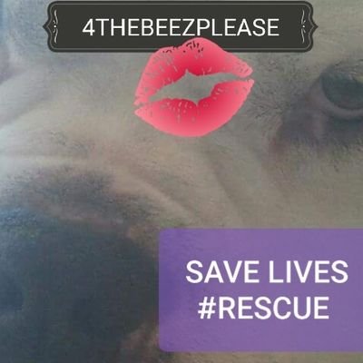 Dedicated to my BEEZ  AND 4THORBABY away nvr forgotten nor #promise2mybeez 2educate, 2help fight cruelty and # 2Animals with help of his little BF BELLARINA...