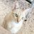 singapuracat1