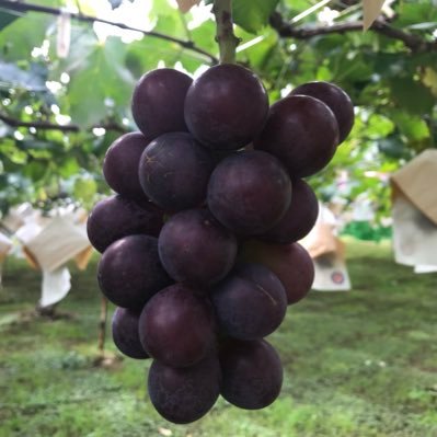 知る人ぞ知るかつて板橋区のチベットと呼ばれた秘境大門で 半世紀以上に渡りぶどう園を経営しています。道中に看板付けないため場所がわかりにくく、自転車ではとても厳しい長い坂道がお客さんの行く手を阻みます。入園無料お気軽に。産直サイトには参加しません23区で1番訪問者の少ない板橋区に貢献したい!&区で人口が1番少ない町です