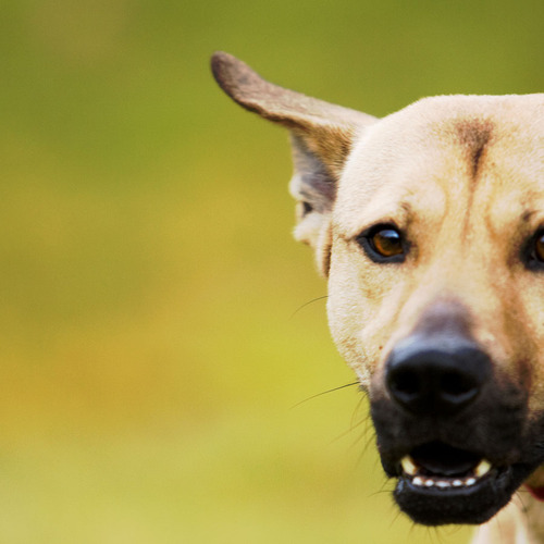 Off Leash Dog Photographer, Animal Lover existing happily in Vancouver BC