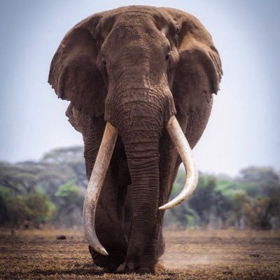Enjoys tha Wild, lovin bn born free en living free @veerz555