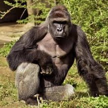 EAクリエイター。GogoJungle、EA-BANKに出品中。販売本数300本超。EABANK個別ランキング最高1位🥳GogoJungle売上ランキング最高2位😆の実績。出品中のEAはフォワード計測2年超えで収益額250万突破しました!EAはシンプルロジックで長期的に通用することを目標に作成しています。