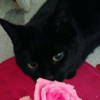 Sine Nomine (@mabohari) 's Twitter Profile Photo Sine Nomine (@mabohari) 's Twitter Profile Photo