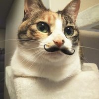 にゃっほ (@nyahho2) 's Twitter Profile