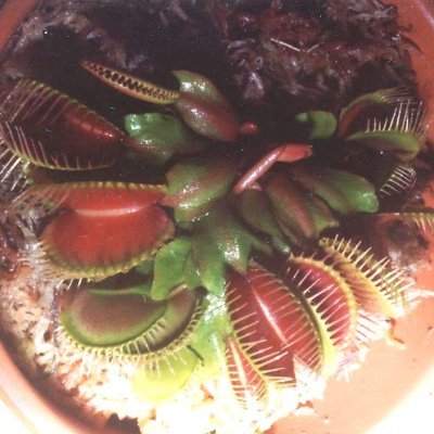 食虫植物のハエトリソウ・サラセニアを栽培しています。
栽培のポイント知りたい方はここから😊😊https://t.co/SDQRyCdhZs